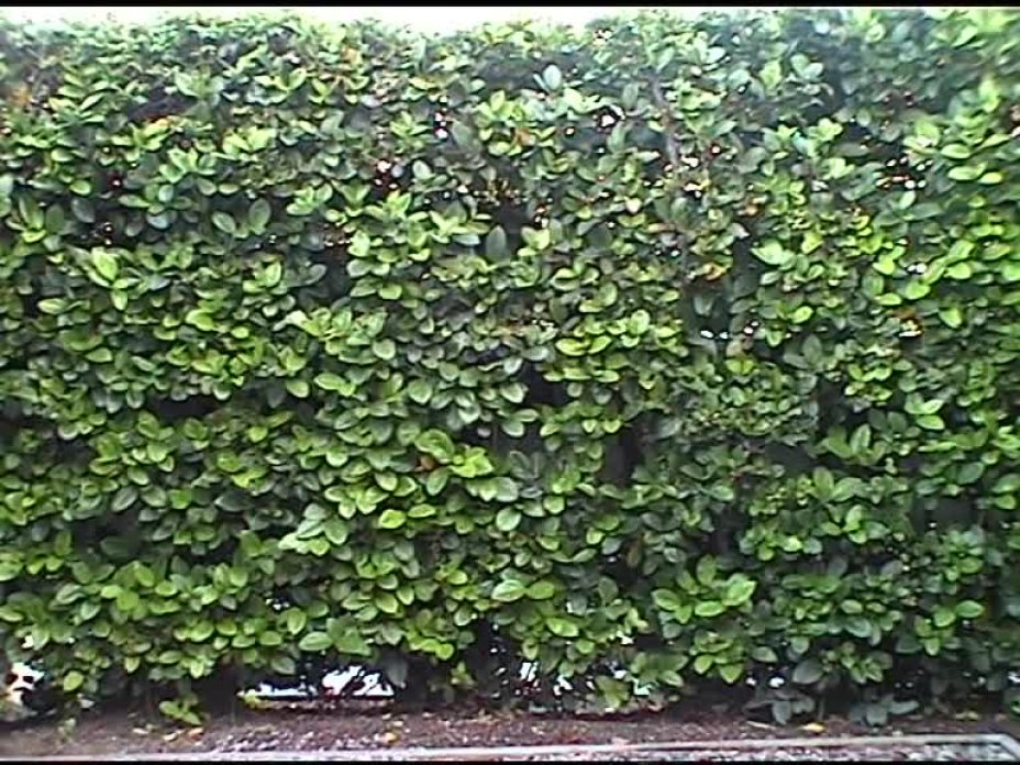 The Other Side of the Hedge