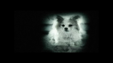 thumbnail of medium Daisy
