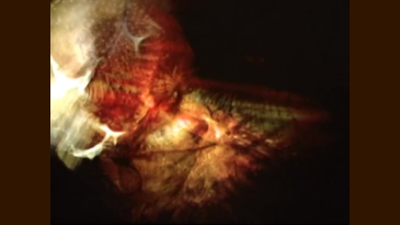 thumbnail of medium CONfusions