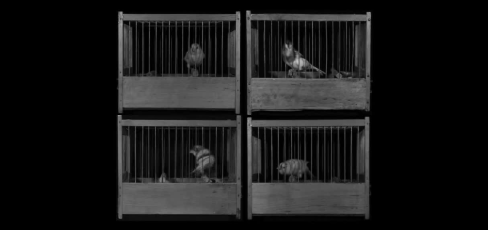 thumbnail of medium Vögel