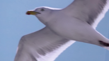thumbnail of medium Seagull